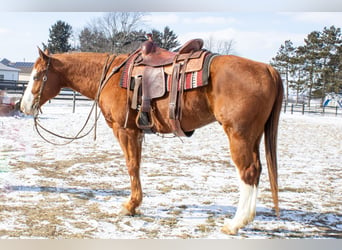 American Quarter Horse, Castrone, 5 Anni, 160 cm, Sauro ciliegia