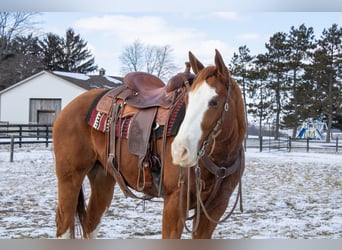 American Quarter Horse, Castrone, 5 Anni, 160 cm, Sauro ciliegia