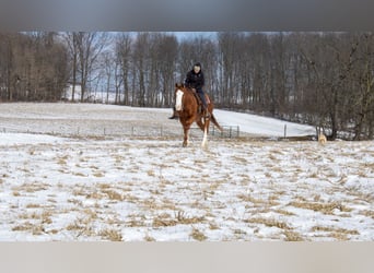 American Quarter Horse, Castrone, 5 Anni, 160 cm, Sauro ciliegia