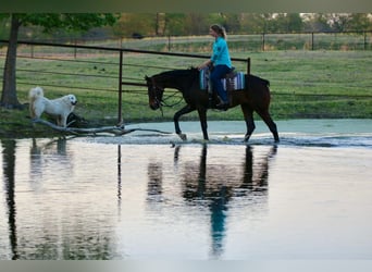 American Quarter Horse, Castrone, 5 Anni, 162 cm