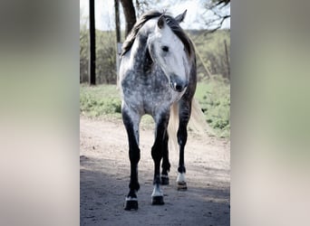 American Quarter Horse, Castrone, 5 Anni, 163 cm, Grigio