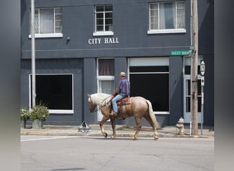 American Quarter Horse, Castrone, 5 Anni, 163 cm, Palomino
