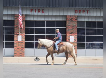 American Quarter Horse, Castrone, 5 Anni, 163 cm, Palomino