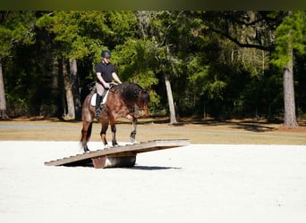 American Quarter Horse Mix, Castrone, 5 Anni, 163 cm