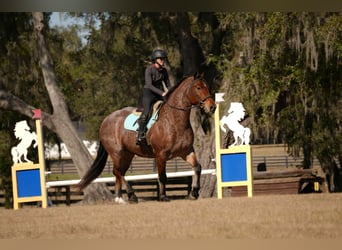 American Quarter Horse Mix, Castrone, 5 Anni, 163 cm