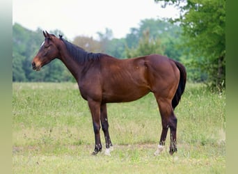 American Quarter Horse, Castrone, 5 Anni, 163 cm