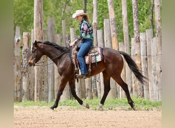 American Quarter Horse, Castrone, 5 Anni, 163 cm