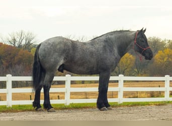 American Quarter Horse, Castrone, 5 Anni, 163 cm, Roano blu