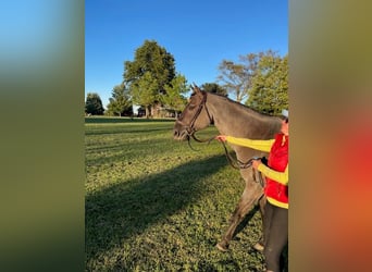 American Quarter Horse, Castrone, 5 Anni, 163 cm, Roano blu