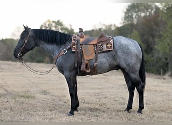 American Quarter Horse, Castrone, 5 Anni, 163 cm, Roano blu