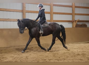 American Quarter Horse, Castrone, 5 Anni, 165 cm, Morello