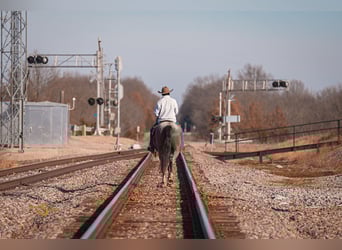 American Quarter Horse, Castrone, 5 Anni, 165 cm, Roano blu