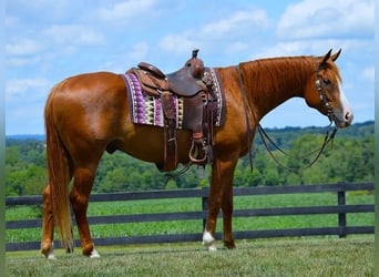 American Quarter Horse, Castrone, 5 Anni, 165 cm, Sauro scuro