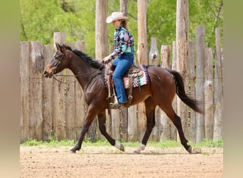 American Quarter Horse, Castrone, 5 Anni, 170 cm