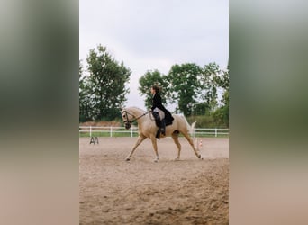 American Quarter Horse, Castrone, 5 Anni, 172 cm, Palomino
