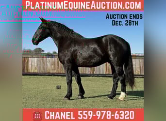 American Quarter Horse, Castrone, 5 Anni, 173 cm, Morello