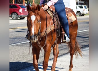 American Quarter Horse, Castrone, 5 Anni, 173 cm, Overo-tutti i colori