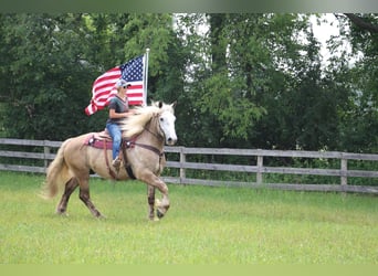 American Quarter Horse, Castrone, 5 Anni, 175 cm, Grigio
