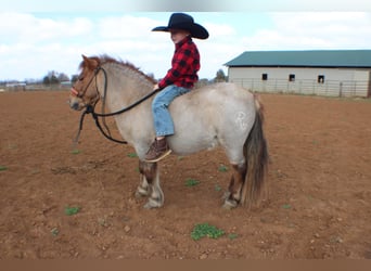 American Quarter Horse, Castrone, 5 Anni, 99 cm, Roano rosso