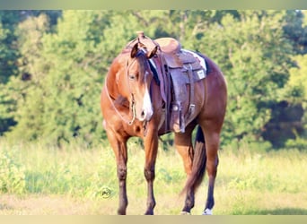 American Quarter Horse, Castrone, 5 Anni, Baio ciliegia