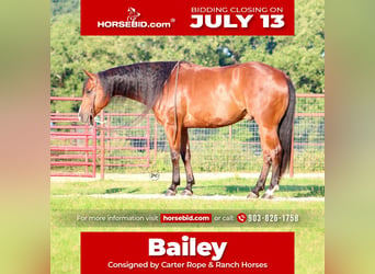 American Quarter Horse, Castrone, 5 Anni, Baio ciliegia