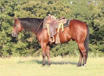 American Quarter Horse, Castrone, 5 Anni, Baio ciliegia