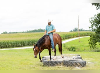 American Quarter Horse, Castrone, 5 Anni, Baio ciliegia