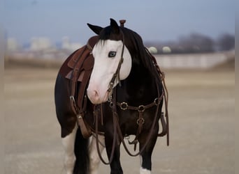 American Quarter Horse, Castrone, 5 Anni, Baio ciliegia