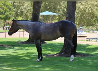 American Quarter Horse, Castrone, 5 Anni, Baio roano