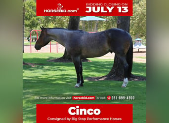 American Quarter Horse, Castrone, 5 Anni, Baio roano