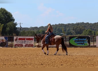 American Quarter Horse, Castrone, 5 Anni, Baio roano