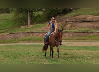 American Quarter Horse, Castrone, 5 Anni, Baio roano