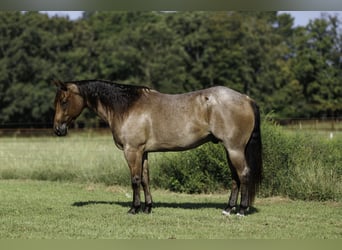 American Quarter Horse, Castrone, 5 Anni, Baio roano