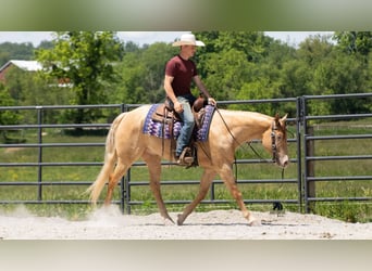 American Quarter Horse, Castrone, 5 Anni, Champagne