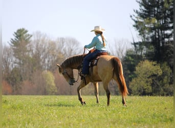 American Quarter Horse, Castrone, 5 Anni, Champagne