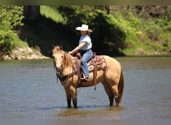 American Quarter Horse, Castrone, 5 Anni, Champagne
