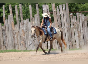American Quarter Horse, Castrone, 5 Anni, Champagne