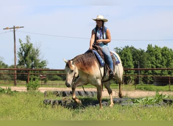 American Quarter Horse, Castrone, 5 Anni, Champagne