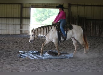 American Quarter Horse, Castrone, 5 Anni, Champagne