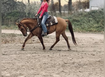 American Quarter Horse, Castrone, 5 Anni, Falbo