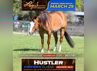 American Quarter Horse, Castrone, 5 Anni, Falbo