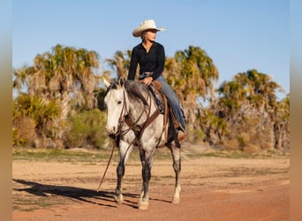 American Quarter Horse, Castrone, 5 Anni, Grigio