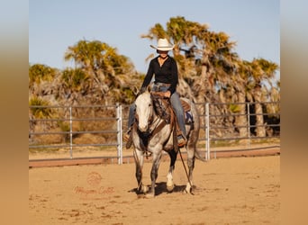 American Quarter Horse, Castrone, 5 Anni, Grigio