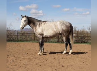 American Quarter Horse, Castrone, 5 Anni, Grigio