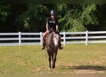 American Quarter Horse, Castrone, 5 Anni, Grigio
