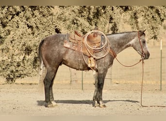 American Quarter Horse, Castrone, 5 Anni, Grigio