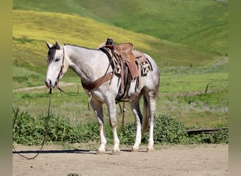 American Quarter Horse, Castrone, 5 Anni, Grigio