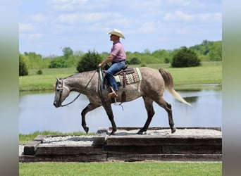 American Quarter Horse, Castrone, 5 Anni, Grigio