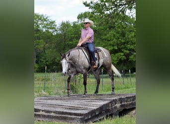 American Quarter Horse, Castrone, 5 Anni, Grigio