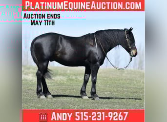 American Quarter Horse, Castrone, 5 Anni, Morello
